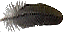 lk! dark raven & running bird effect.png