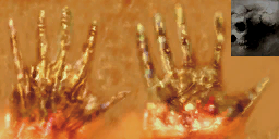 lk1 hand of fire textures.png
