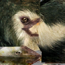 lk1 running bird textures 1.png