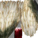 lk1 running bird textures 2.png