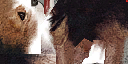 lk2 kadishu dog textures.png