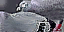 lk2 kadishu pigeon textures.png