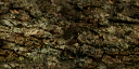 lk2 rheebus & fenril effect 1.png